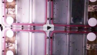 Ants In Space Work Hard To Move In Microgravity | Video
