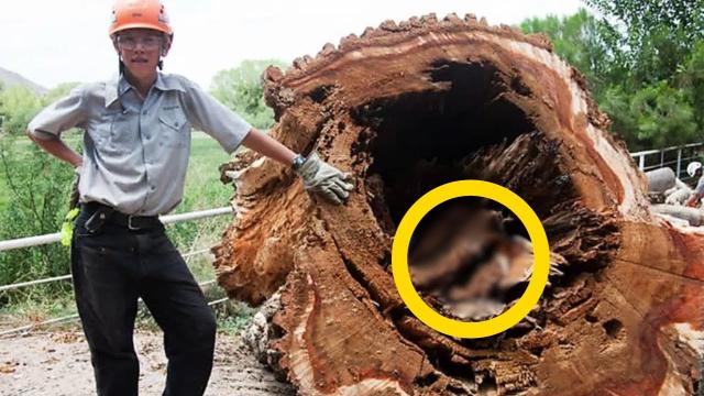 Boy Cuts Down Old Tree – What He Found Inside The Trunk Shocked The Whole World !