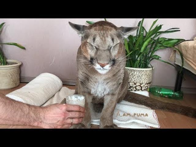 Russian Couple Adopted A Wild Animal, Now He’s The First Domesticated Puma In The World..
