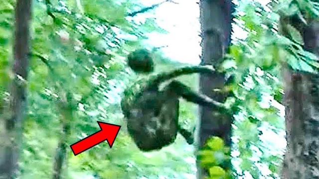 Hikers Find Strange Creature Climbing A Tree, They Call 911 After Realizing What It Is