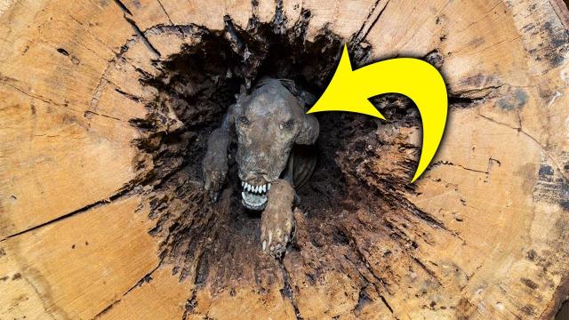 When Loggers Cut Down Old Tree – They Couldn't Believe What They Found Inside