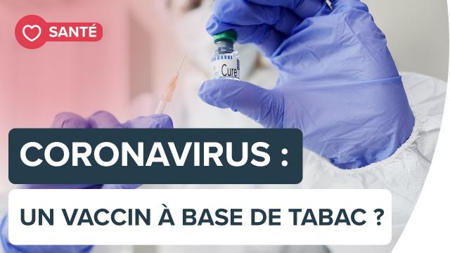 Une plante de tabac pour un vaccin contre le coronavirus | Futura