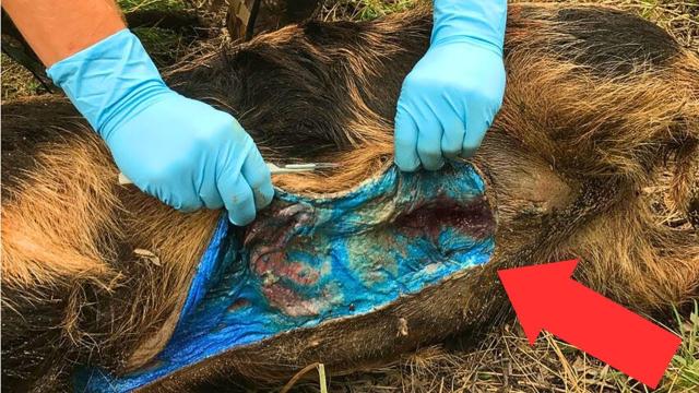 They Thought It Was A Normal Feral Pig , Until They Cut It Open