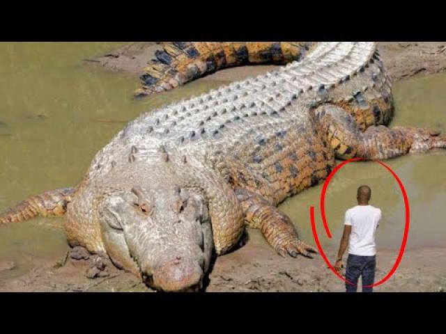 Man Finds Giant Crocodile In Need - You Won’t Believe What He Found Inside!