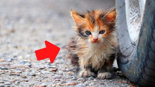 He's Been Told Not To Touch This Cat, But Didn't Listen   Days Later A Cop Knocked On His Door