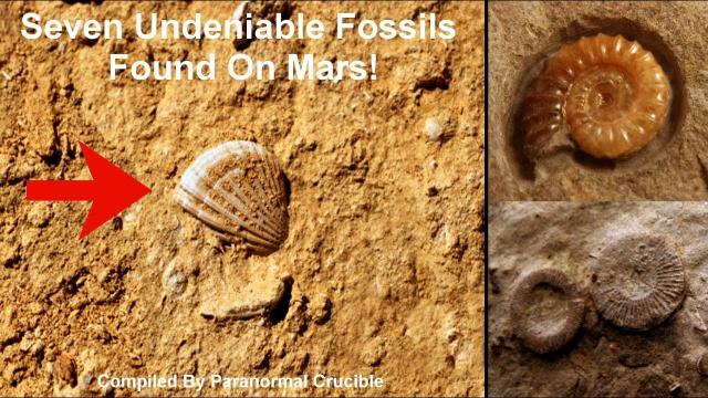 Seven Undeniable Fossils Found On Mars!