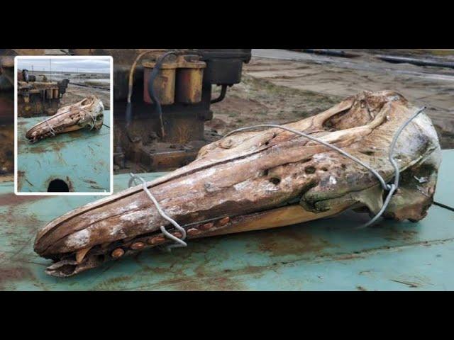 The Skull Of A Prehistoric Monster Was Pulled Out Of The Water