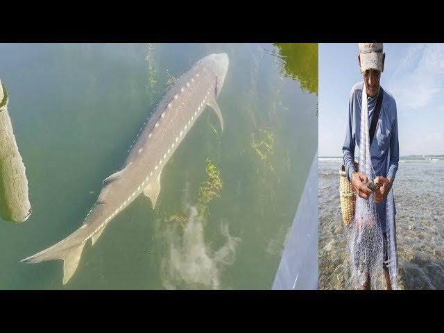 Chinese Fisherman Caught Mysterious Creature Explained