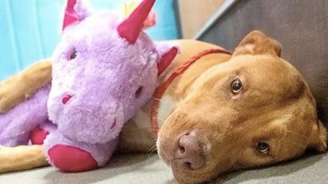 Stray Dog Keeps Taking Same Stuffed Animal From Shelter. Employee Does This After Realizing Why