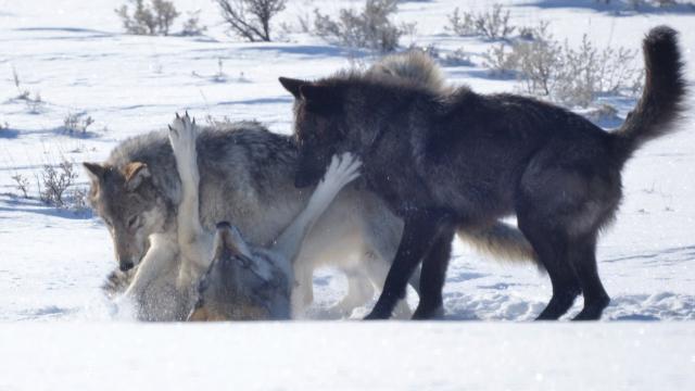 Can animals have unique personalities?