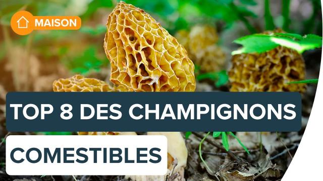 Identifier les champignons comestibles | Futura