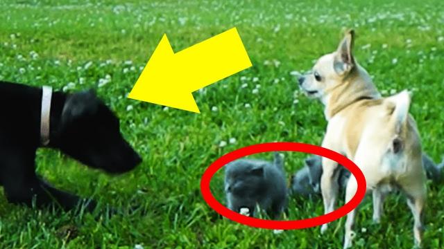 Big Dog Approaches Kittens, But Brave Chihuahua Saves The Day