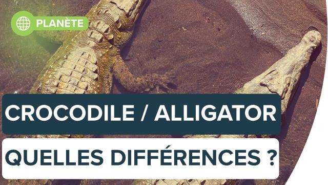 Savez-vous différencier un crocodile d'un alligator ? | Futura