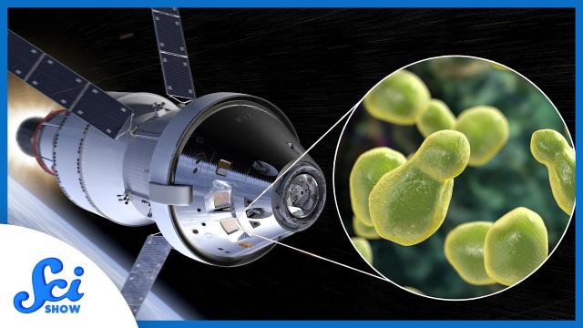 Keeping the Fungus Among Us in Space