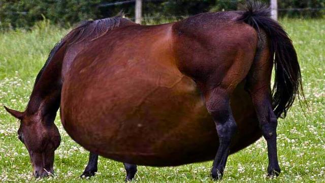 Pregnant Horse’s Ultrasound Forces Veterinarian To Call The Police