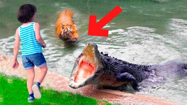 No One Believed What This Crocodile Did After Discovering a Drowned Body in The River