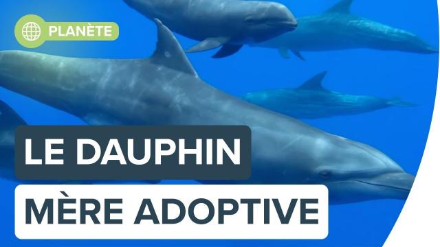 Une maman dauphin adopte un petit d’une autre espèce | Futura