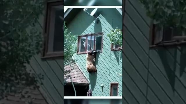 Woman Discovers Bear Climbing into Neighbor's House, Not Knowing it Was Her Fault #story