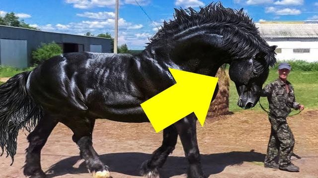 Man Trains Giant Horse For Competition - When Jury Sees It They Call The Police