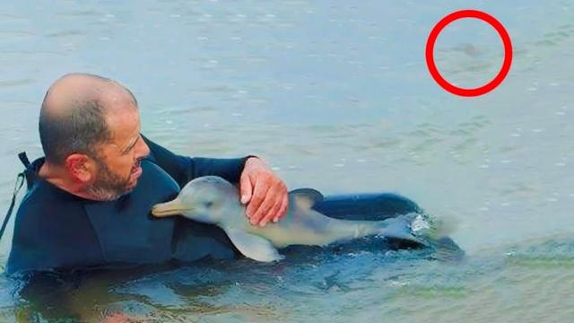 Man Saves Baby Dolphin, But Does Not See What Happens Behind Him