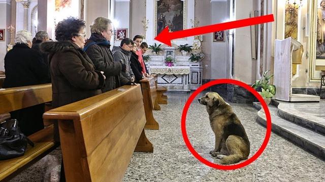 This Dog Went To Church Everyday The Reason Why Will Make You Cry !