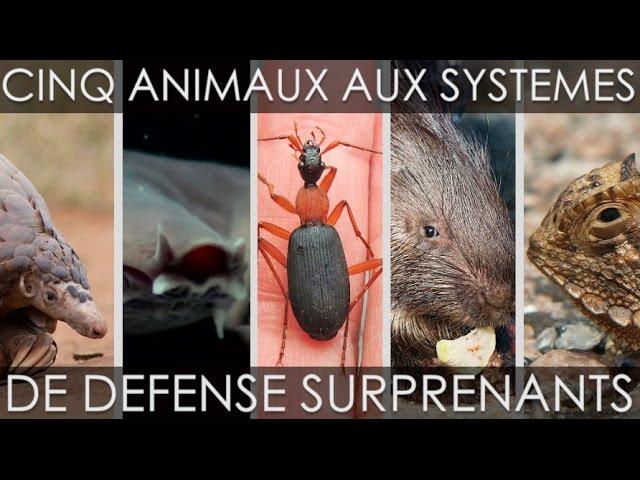 Cinq animaux aux systèmes de défense surprenants