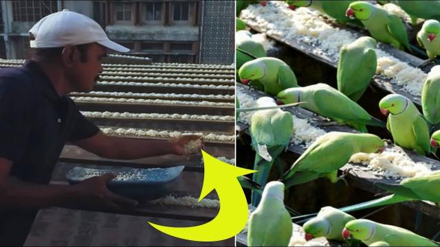 This Man Arranges Rows Of Rice To Prepare For A Rare Natural Phenomenon