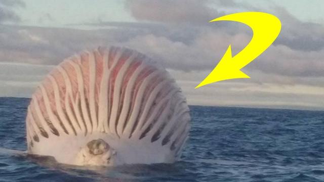 Father And Son Find Mysterious Sphere Floating Off Australian Coast