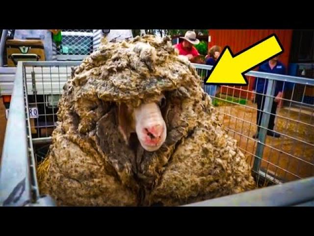 After Farmers Sheared This Sheep’s Insanely Thick Coat, They Couldn’t Believe What Stood Before Them