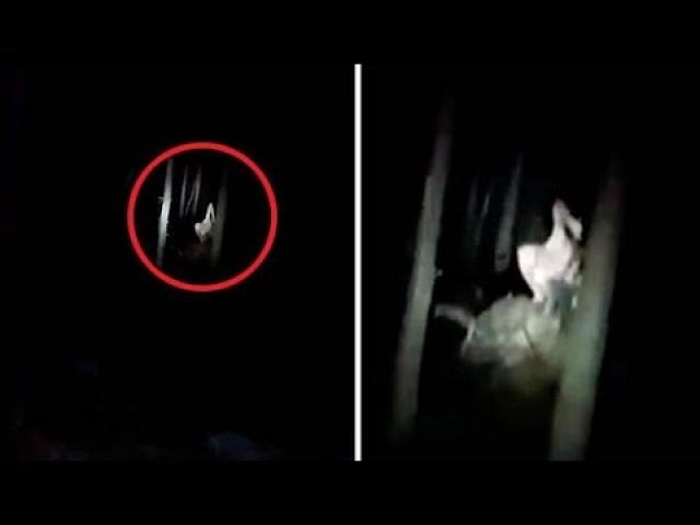 Strange 'Mystery Creature' Encountered in Polish Forest