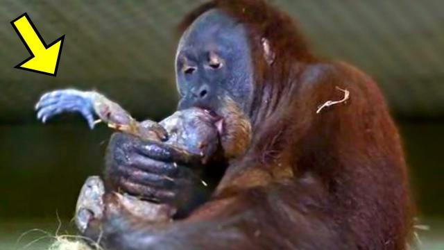 Orangutan Gives Birth For The First Time When Vet Sees This, He Says, "This Can't Be True"