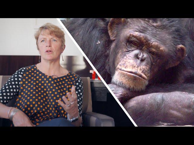 Interview : 3 raisons pour lesquelles nous devons sauver les primates