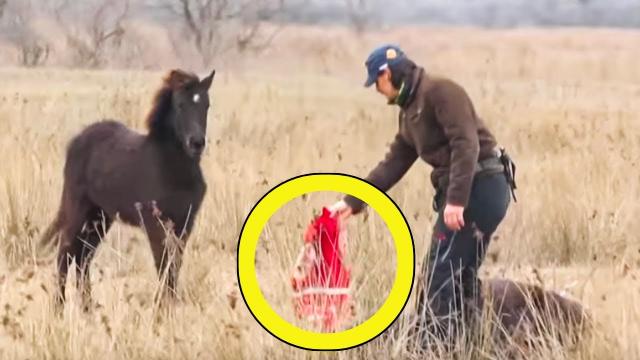 Man Rescues Foal In The Wild – Moments Later Receives The Most Incredible “Thank You”