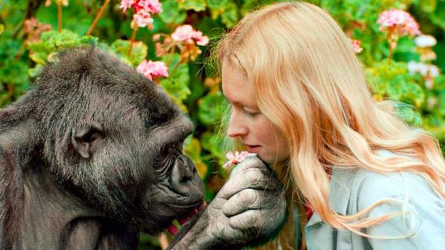 Girl Meets Gorillas She Was Raised Up With After 12 Years And Their Reactions Are Heartbreaking