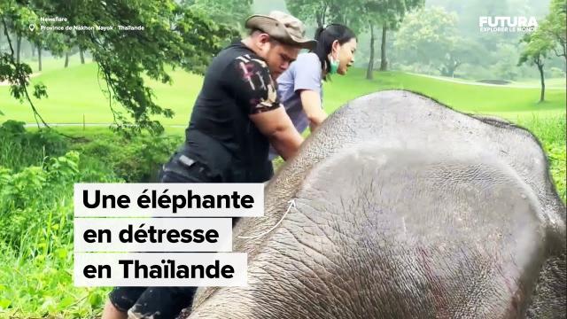 Le sauvetage fou d’une maman éléphant (et de son petit) par massage cardiaque ! | Futura