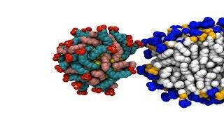 Gold nanoparticles easily penetrate cells