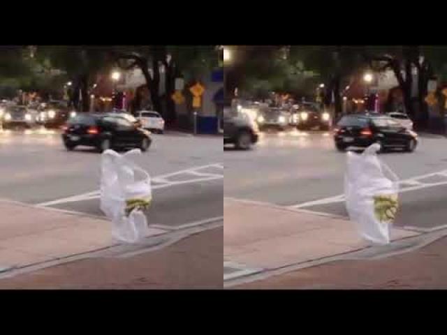 A stunned driver captures this footage of a plastic bag walking across a zebra crossing