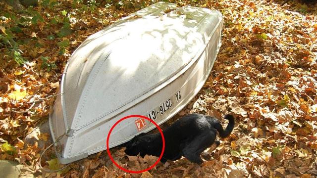 Friends Find Abandoned Boat In The Woods - And Actually Flip It Over !