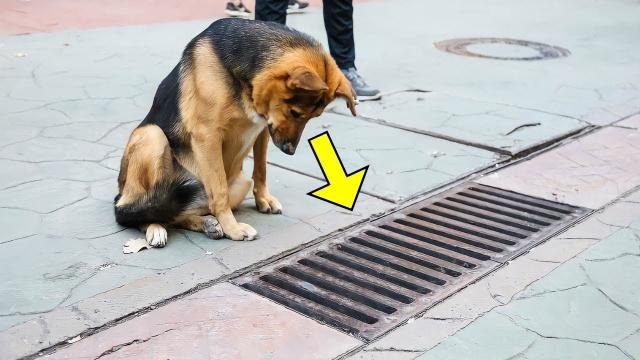 The Dog Looked into the Storm Drain Every Day, and when it was Opened - PEOPLE were Shocked!
