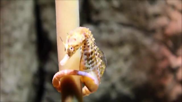 Extremely Rare creature Hatch At California Aquarium