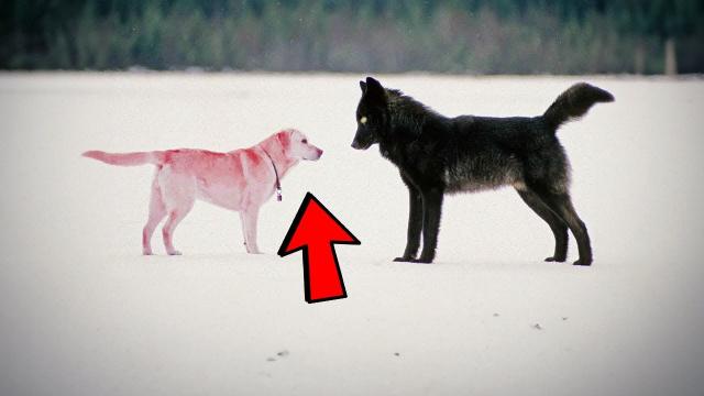 A Black Wolf Keeps Coming Back to Stalk His Dog and What Happened Next was Dumbfounding