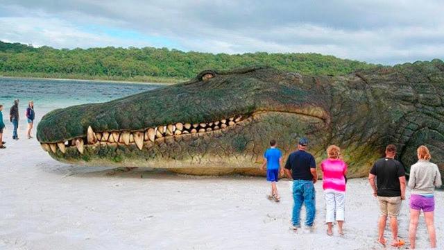 Unbelievable discovery inside a giant alligator’s body leaves scientists scratching their heads !