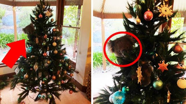 When This Girl Took A Closer Look At Her Christmas Tree, She Made An Extraordinary Discovery