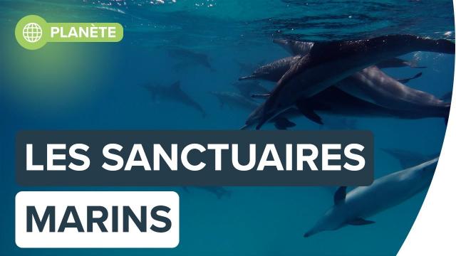 Des sanctuaires marins pour animaux en danger | Futura