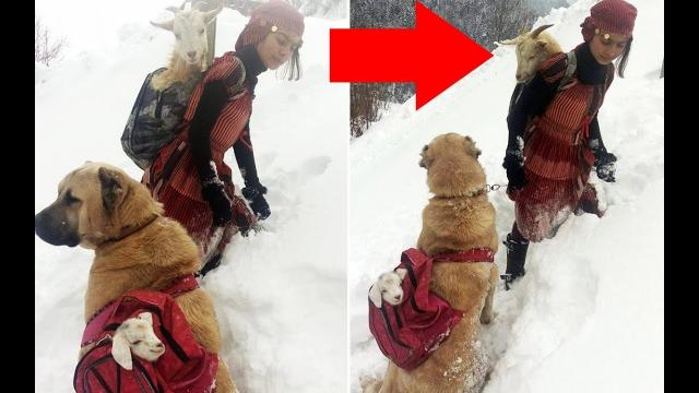 This Girl And Dog Saw A Momma Goat In Desperate Need, So They Launched An Awesome Rescue Attempt