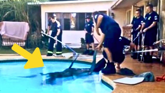 Mom Hears A Person Fall Into The Pool Before Looking Outside To See That It’s Far Worse