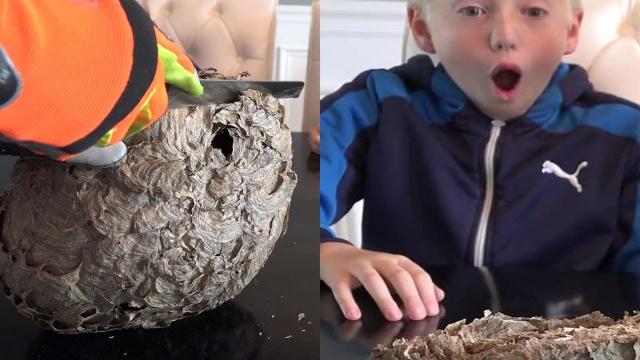 When This Dad Sawed Open A Giant Wasp Nest, What Lay Inside Left Two Boys Awestruck
