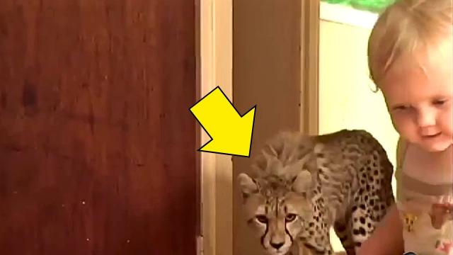 Dad Bursts Into Tears When He Saw Wild Cheetah Inside His Little Daughter Room