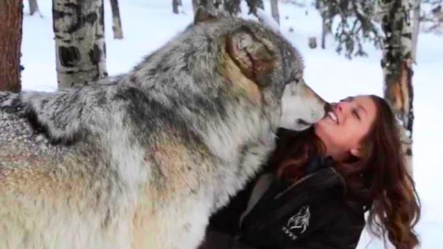 A Woman's Encounter With Two Giant Wolves  In The Woods Leads To An Unforgettable Adventure