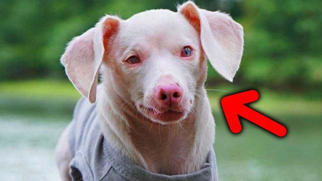 This Deaf And Blind Puppy Survived His Rescue, But Then Things Took A Tearjerking Twist Of Fate